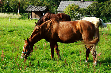 Image showing Brown horse eating fresh grass at meadow