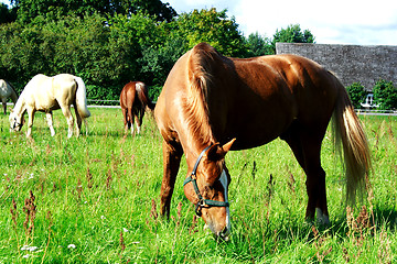 Image showing Brown horse eating fresh grass at meadow