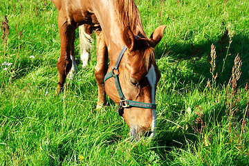 Image showing Brown horse eating fresh grass at meadow