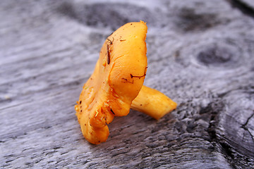 Image showing Picked chanterelle laying on whethered wood bench