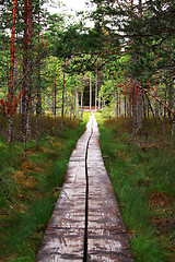 Image showing Track from wooden planks lead through forest