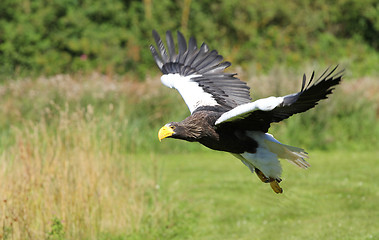 Image showing Seaeaeagle in the air