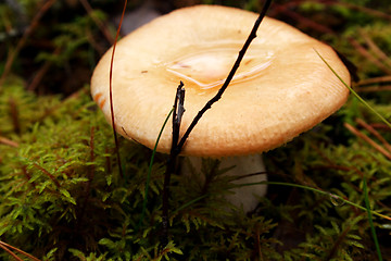 Image showing Mushroom growing between lawn in deep forest