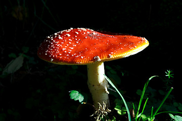 Image showing Mushroom growing between lawn in deep forest