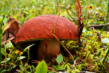 Image showing Mushroom growing between lawn in deep forest