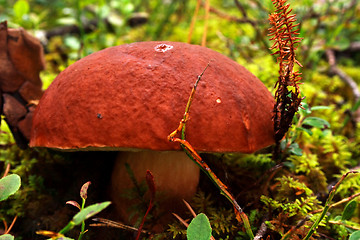 Image showing Mushroom growing between lawn in deep forest