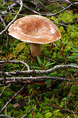 Image showing Mushroom growing between lawn in deep forest