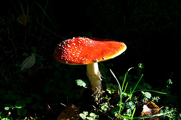 Image showing Mushroom growing between lawn in deep forest