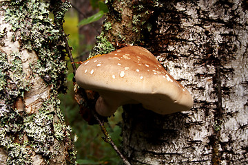 Image showing Mushroom growing between lawn in deep forest