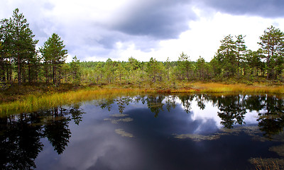 Image showing Swamp lake at cloudy day and trees