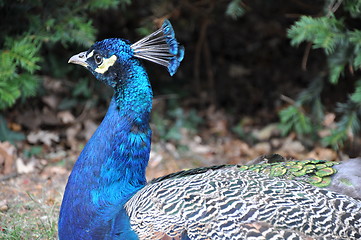 Image showing Peacock