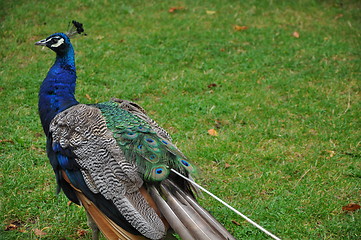 Image showing Peacock