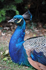 Image showing Peacock