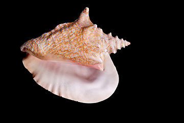 Image showing Shell