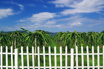 Image showing Dragon fruit garden