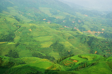 Image showing Chinese green rice field