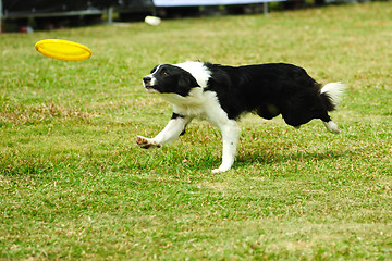 Image showing Border collie dog running