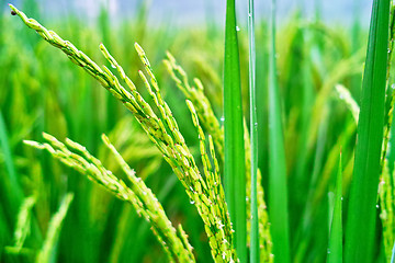 Image showing Rice seedlings