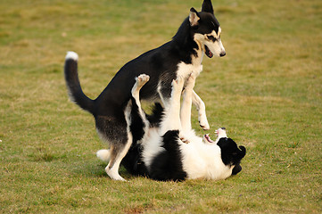 Image showing Dogs playing