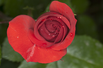 Image showing Red Rose