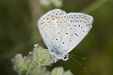 Image showing Lycaeides