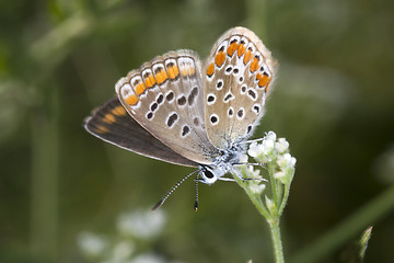 Image showing Lycaeides