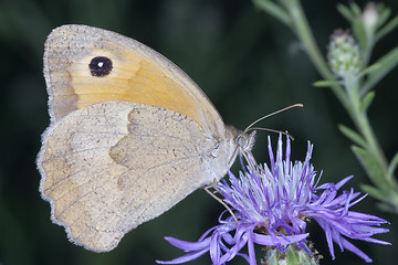 Image showing coenonympha pamphilus