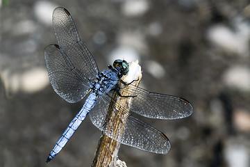 Image showing Orthetrum brunneum