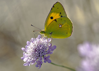 Image showing Colias Crocea