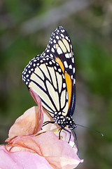 Image showing Monarch butterfly (Danaus plexippus)