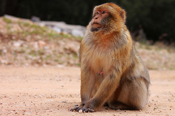 Image showing Macaque