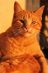 Image showing Cat