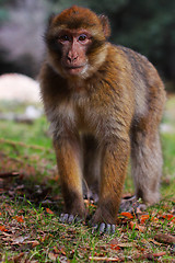 Image showing Macaque