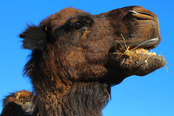 Image showing Camel portrait