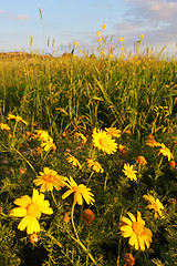 Image showing Spring meadow