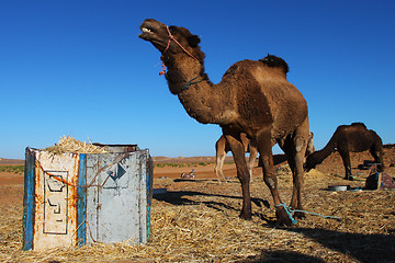 Image showing Camel