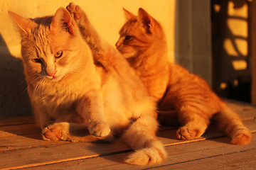 Image showing Kittens