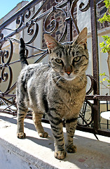 Image showing Cat