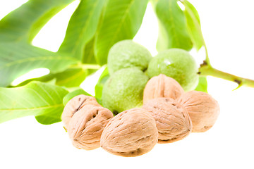 Image showing Walnuts 