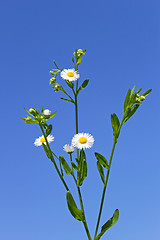 Image showing Plant of daisies