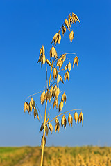 Image showing Ripened spike of oats