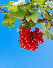 Image showing Red currant branch