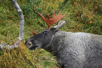 Image showing Moose Hunt - Norway