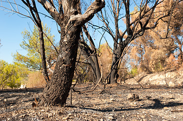 Image showing Forest fire aftermath