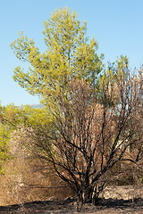 Image showing Forest fire aftermath