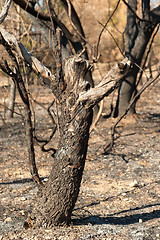 Image showing Forest fire aftermath