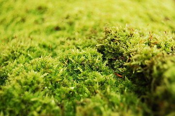 Image showing green dosh in the forrest