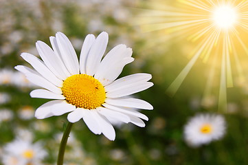 Image showing daisy flower on a summer field