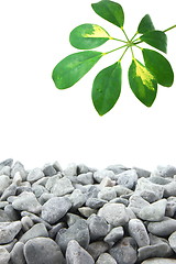 Image showing stones and leaf