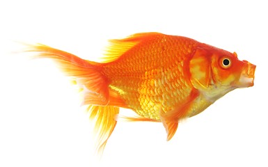 Image showing goldfish